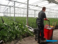 Transport stolow ze scietymi kwiatami lilii do pracowni_Klaver