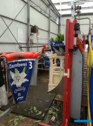 Kwiaty odmiany 'Zambesi' (OT) firma Qualily pakuje do rękawów z nadrukowanym zdjęciem kwiatu i liczbą pąków na pędzie