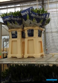 Lilie_Zambesi_1_kwiaty w pojemnikach gieldowych z woda_Qualily