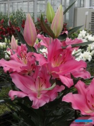 Lilia 'Praiano' - odmiana orientalna (Vletter & De Haan