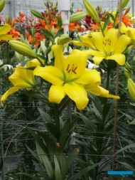 Lilia 'Amati' - mieszaniec LA (Vletter & De Haan_Dutch-Lily-Days-2017