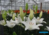 Lilia_Doroso_LA_Vletter_Dutch-Lily-Days 2017