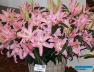 Lilia_Chelsea_OR_DeJong_Dutch-Lily-Days 2017