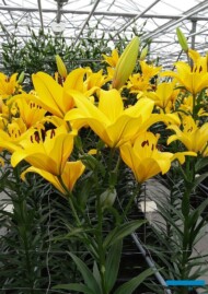 Lilia LA_Yellow-Diamond_DeJong_Dutch-Lily-Days 2017