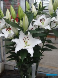 Lilia_Arletta_Arletta_OR_Dutch-Lily-Days 2017