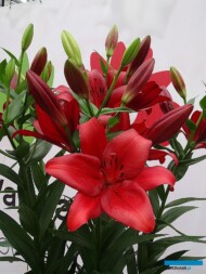 Lilia_Armandale_LA_Royal-van-Zanten_Dutch-Lily-Days 2017