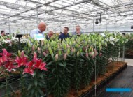 Dutch Lily Days 2017_ Royal van Zanten