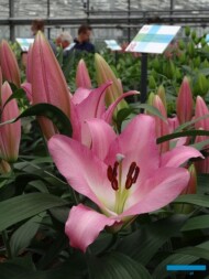 Lilia-Master-OT_Royal-van-Zanten_Dutch-Lily-Days-2017