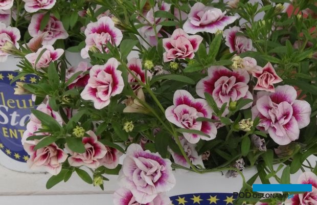 Calibrachoa-MiniFamous-Double-PinkTastic_FleuroStar_2017