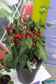 Capsicum Red-Mamba F1