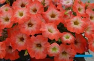 Petunia Salmon-Ray