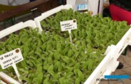 Rozsada kalafiora wyprodukowana w GPR Krasoń, zasilana nawozem Starter z firmy Timac Agro, w różnych stężeniach