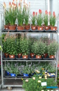 Plantpol - coraz ważniejsze miejsce w ofercie mają byliny, często oferowane jako duże okazy gotowe