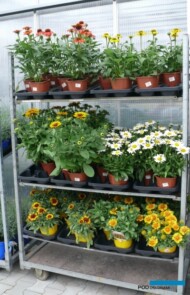 Oferta bylin firmy Plantpol
