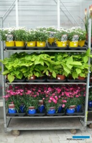 Byliny z firmy Plantpol