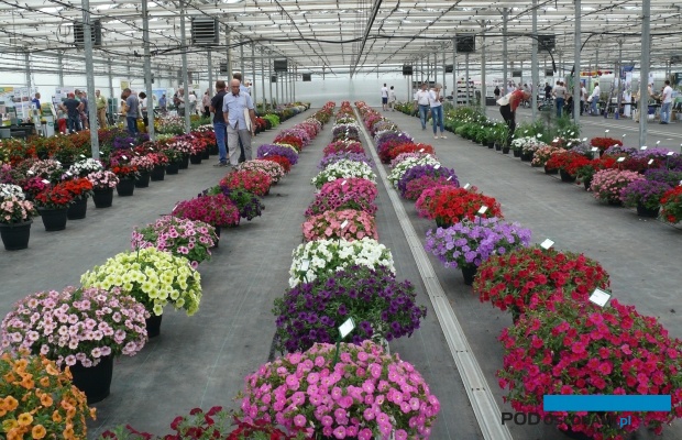 Kolekcja odmian w Zaborzu