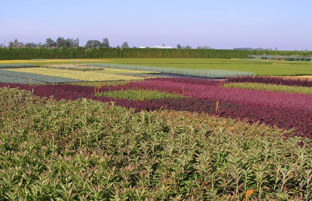 Ukorzeniacz Rhizopon