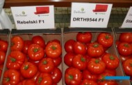W rejonie Kalisza zainteresowaniem zwykle cieszą się wielkoowocowe odmiany pomidora - zaprezentowano m.in. pomidory Rebelski F1 i DRTH9544 F1