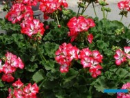 Pelargonium-zonale_Fantasia_Dni Otwarte w firmie Plantpol-Zaborze