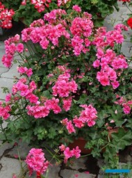 Pelargonium-peltatum_Allegria-Rosa