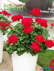 Pelargonium_Champion_Red-Improved