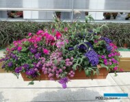 Kompozycja, którą tworzą: Buddleja Buzz 'Pink Purple', Dianthus Suntory 'Pink', Lobularia 'Raspberry Stream', Petunia 'Little Rose', Verbena Vepita 'Purple White'_Plantpol-2017