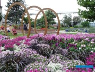 Ogrod-pokazowy_Petunia-Supertunia-Vista_oraz_Pennisetum-Vertigo_Plantpol-2017