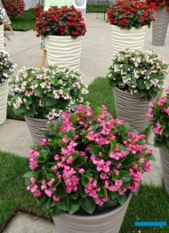 _Begonia-semperflorens_gr-Doble