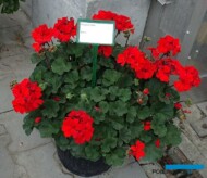 Pelargonium-zonale_Conte_Psenner