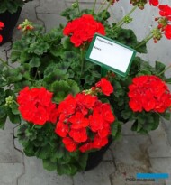 Pelargonium zonale 'Vasco'