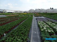 Kontenerownia z bylinami_Plantpol-2017