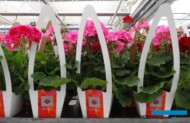 Pelargonie oferowane pod marką Calliope, jako produkty kategorii premium