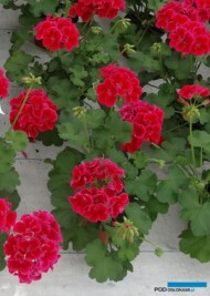 Pelargonia Calliope M 'Red Splash'