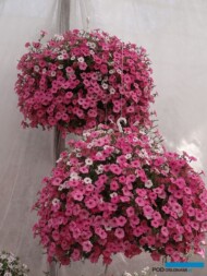 Petunia_Supertunia-Vista