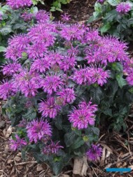 Monarda_Pardon-My_Purple_