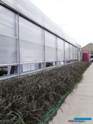 Obwódka z rozplenicy 'Vertigo' utworzona wzdłuż obiektu produkcyjnego (z otwieranym dachem_Plantpol-2017