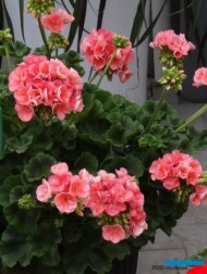 Pelargonium-zonale_Rosino_Psenner