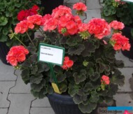 Pelargonium-zonale_Chocolate-Apricot