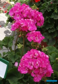 Pelargonium-zonale_Giotto-Impr_