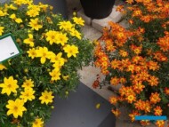 Bidens-Super-Star_i_Hot-and-Spicy