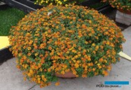 Bidens_Sweet-and-Spicy