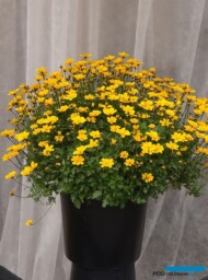 Bidens_Golden-Empire