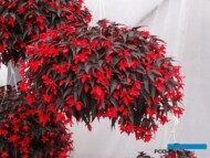 Begonia_Summerwings-Dark-Elegance