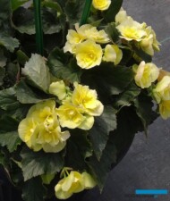 Begonia_Solenia_Yellow