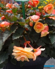 Begonia_Fragrant-Falls_Peach