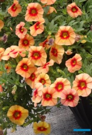 Calibrachoa_Superbells_Unique_Mango_Punch