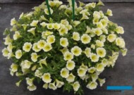 Petunia-Surfinia-Yellow