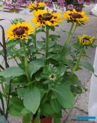 Rudbeckia_Giggling-Smiley_