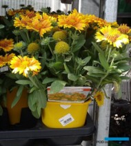 Gaillardia_Galya-Yellow_Plantpol-2017