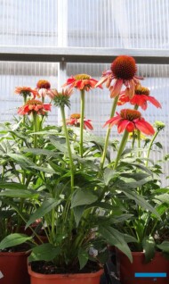 Echinacea Sombrero 'Hot Coral'_Plantpol-2017
